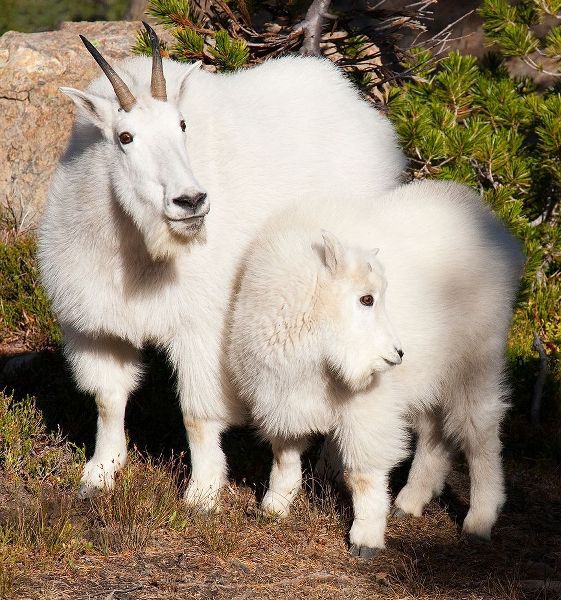 WA-Alpine Lakes Wilderness-mountain goats-nanny and kid